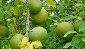 Indian Mango